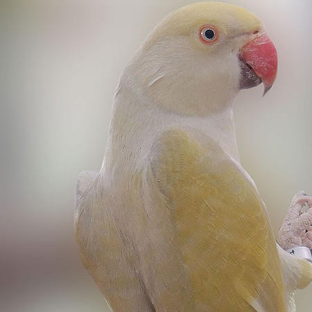 RING NECK - TURQUESA SILVER